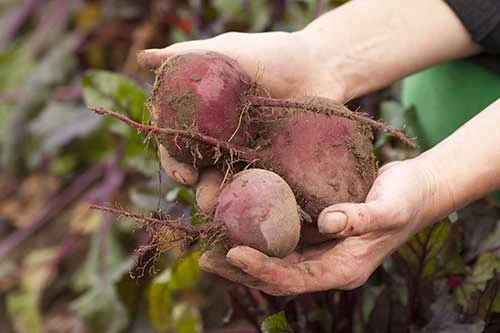 Remolachas con tierra sostenidas entre las manos